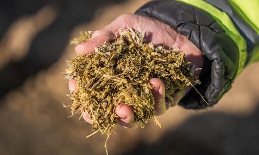 pexels-photo-31110992-31110992 Hand holding a handful of organic silage for agricultural feeding, outdoor setting.
